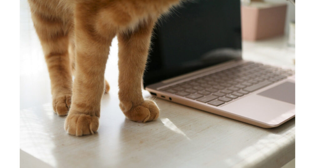 通信制大学とオンライン英会話で迷いながら英語を学び直す社会人の勉強風景